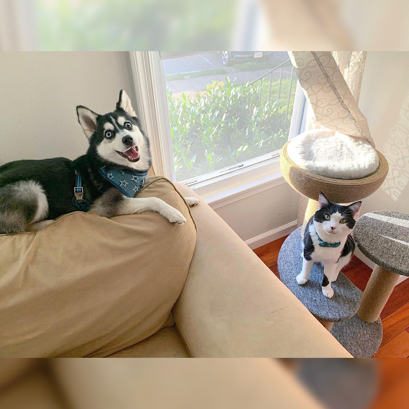 Husky or Pomsky dog Theo with Kolbe the resident black and white cat in a foster home for kittens, Arlington