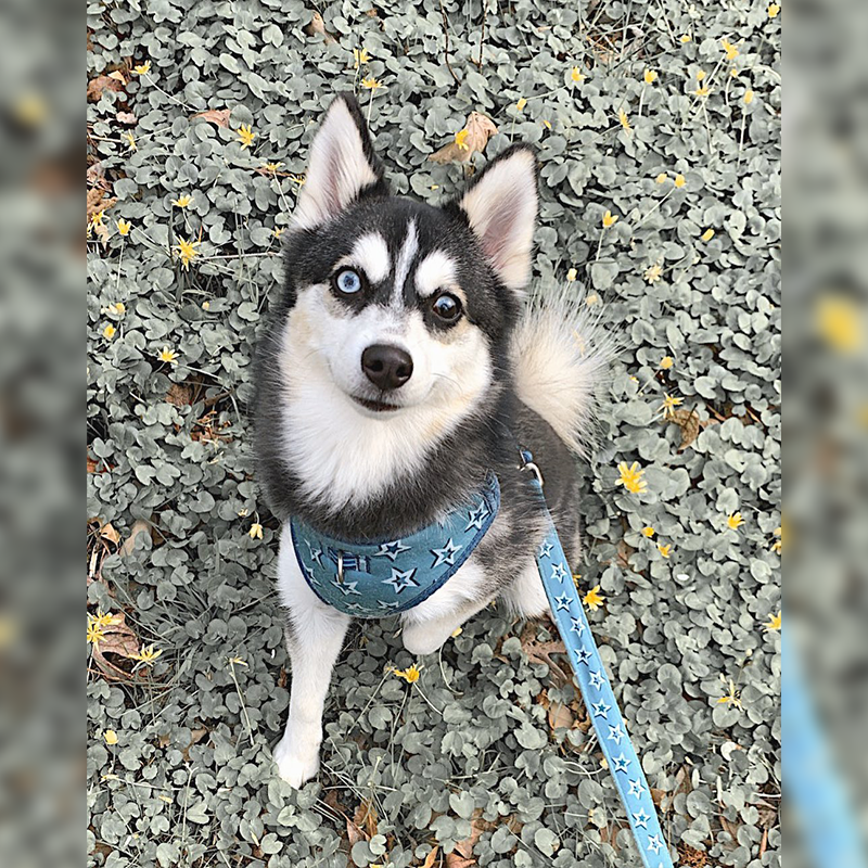 Theo the Pomsky at home