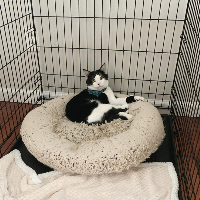 Kolbe the cat takes over Theo's dog bed, Theo and Kolbe