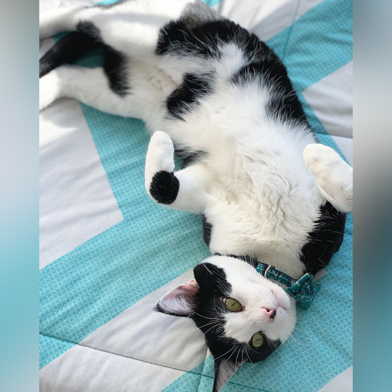 Kolbe the cat laying on a blue and white bedspread