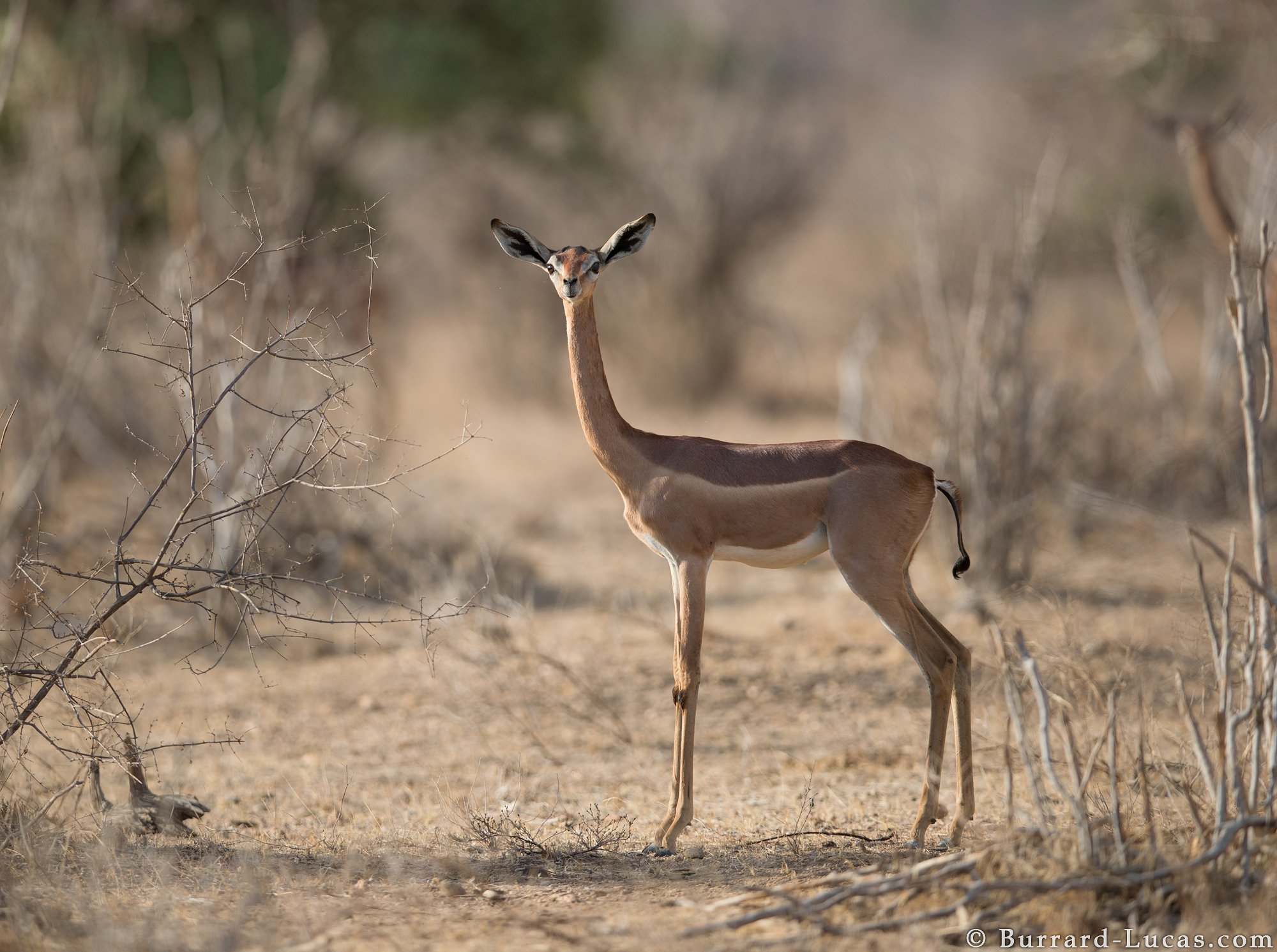 Tại sao linh dương Gerenuk có thể sống mà cả đời không cần uồng nước? - Ảnh 4.