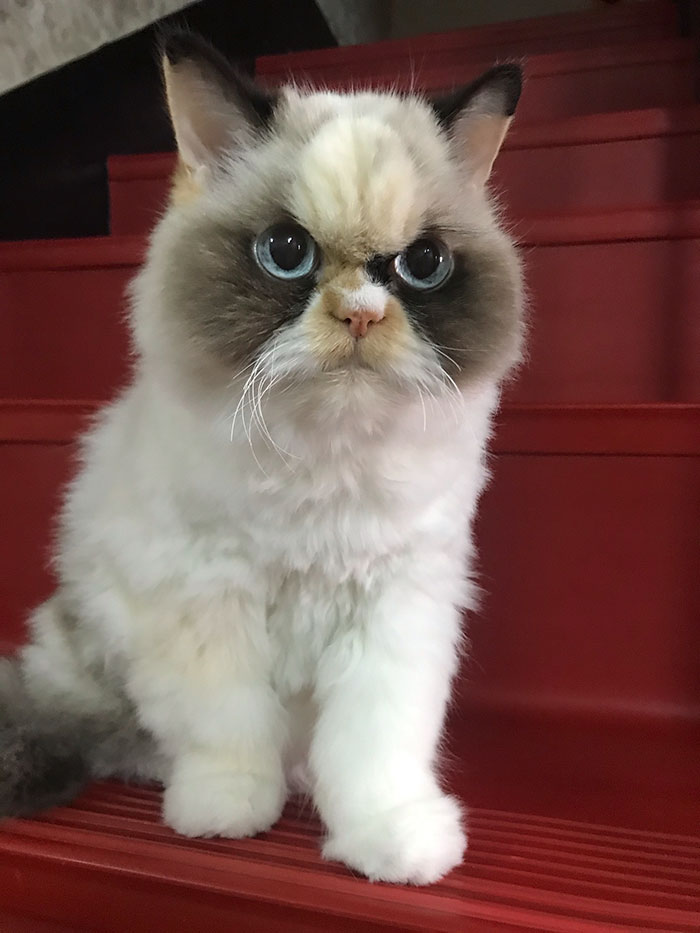 Meet Our Newest Grumpy Cat with an Even Grumpier Look Than Her Predecessor! - amazingmindscape.com