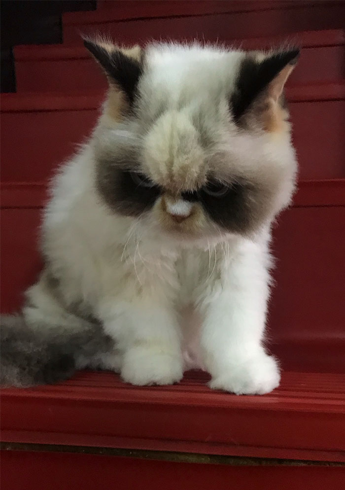 Meet Our Newest Grumpy Cat with an Even Grumpier Look Than Her Predecessor! - amazingmindscape.com