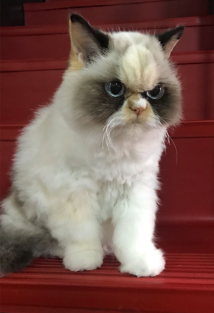 Meet Our Newest Grumpy Cat with an Even Grumpier Look Than Her Predecessor! - amazingmindscape.com