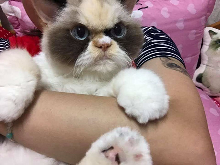 Meet Our Newest Grumpy Cat with an Even Grumpier Look Than Her Predecessor! - amazingmindscape.com