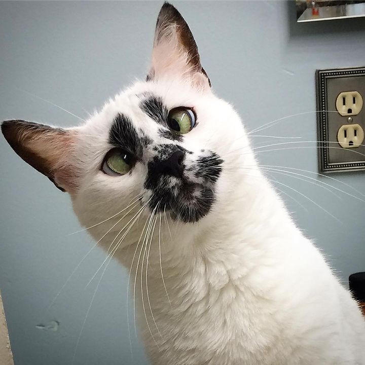 A Stray Cat's Remarkable Journey: Finding a Forever Home through an Unforgettable Face - amazingmindscape.com