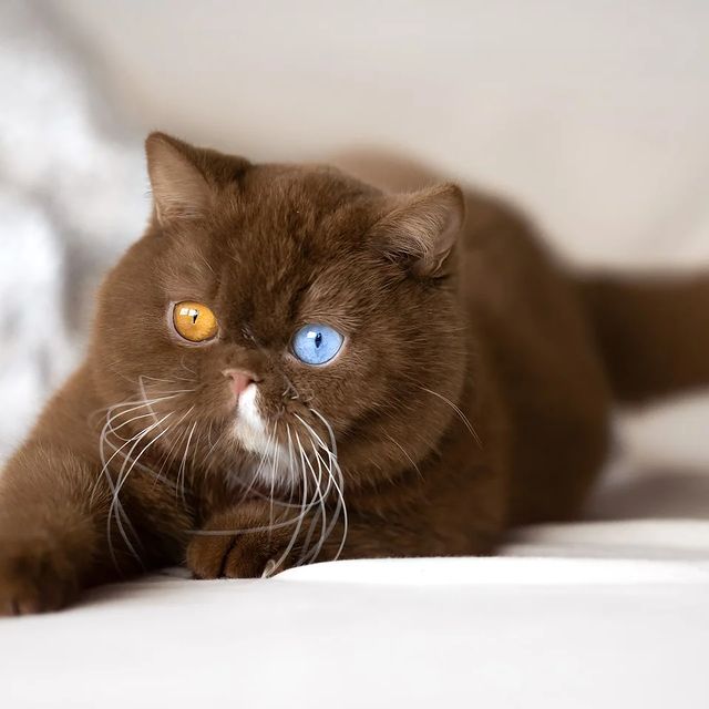 Juno: The Feline Teddy Bear with Charming Mismatched Eyes - A Heartwarming Introduction - amazingmindscape.com