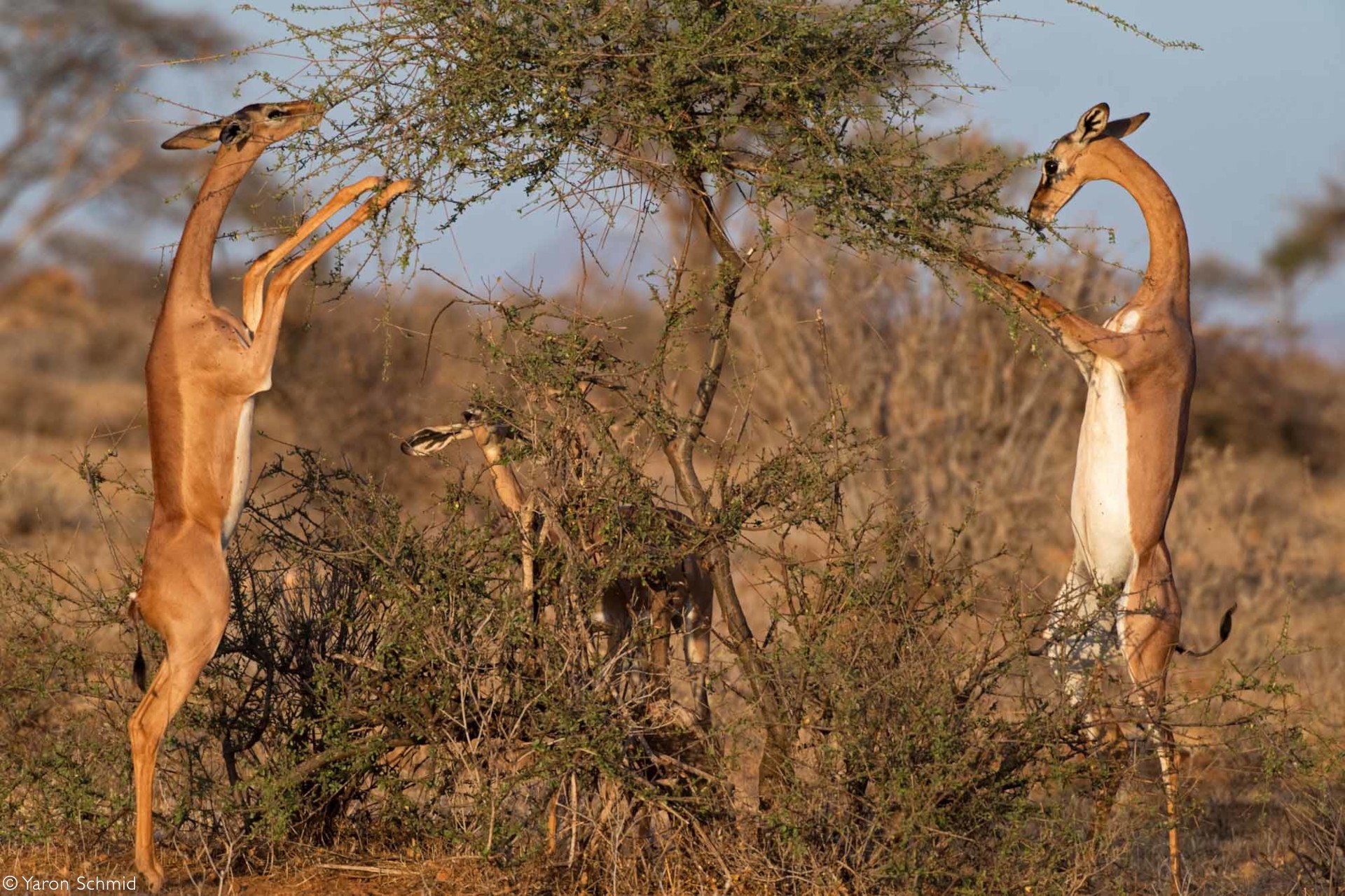 Tại sao linh dương Gerenuk có thể sống mà cả đời không cần uồng nước? - Ảnh 2.