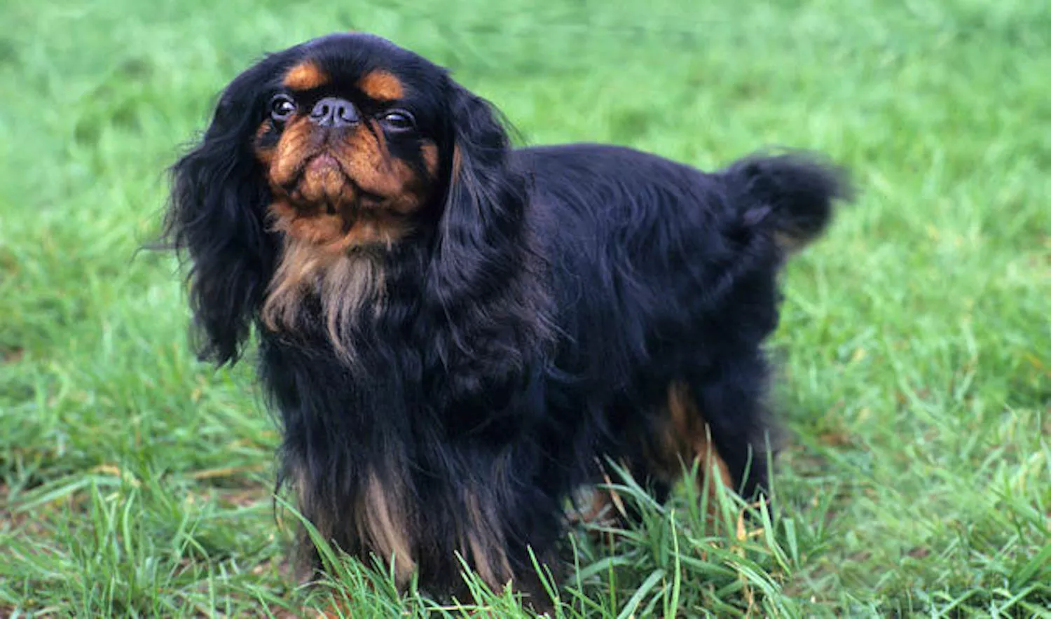 black English toy spaniel with a brown face standing in green grass