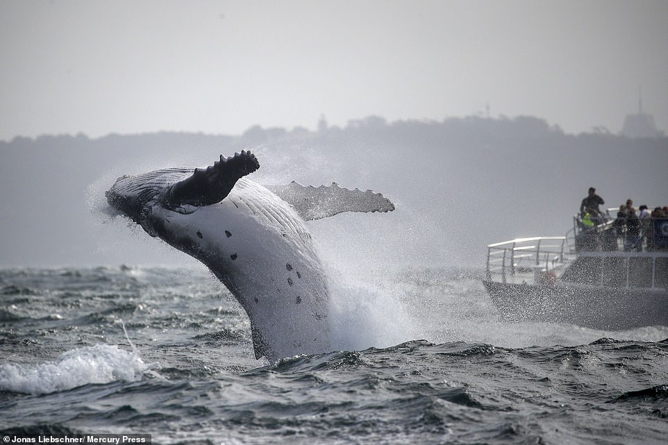 The annual migration of humpback whales see's a flurry of activity between April and November as the glorious animals head to Australian waters after spending the summer eating kill in Antarctic