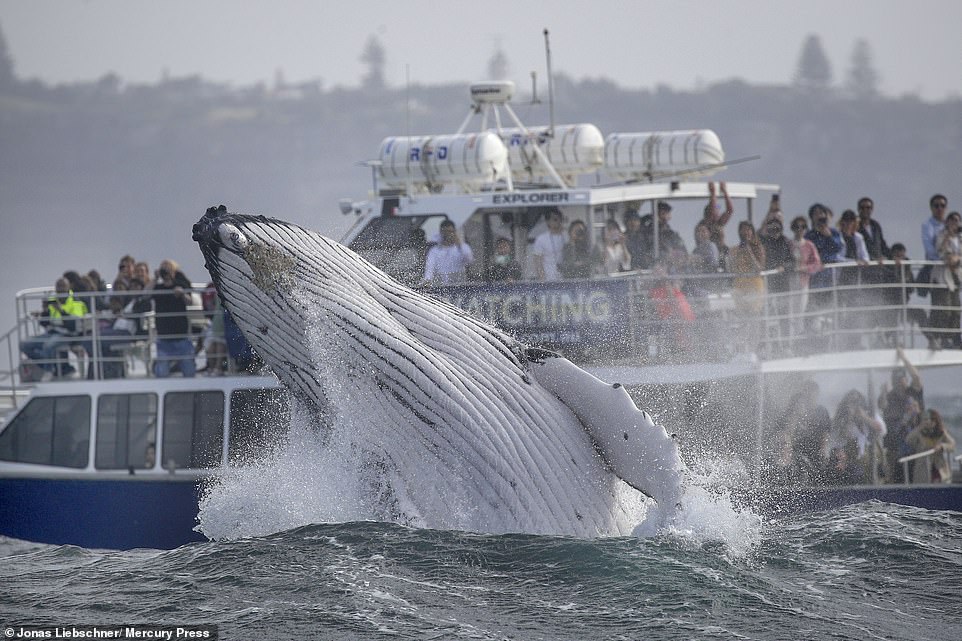 The researchers found the more wind there was, the more time whales spent on the surface breaching and slapping their fins against the water