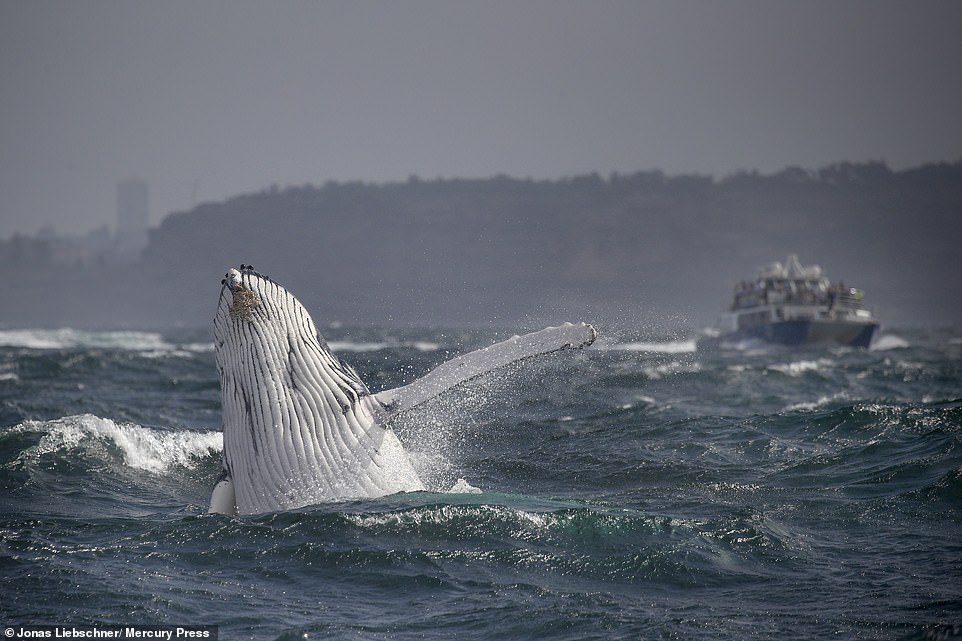 The baby whale gave its performance on a choppier day which is know to be a precursor for the mammals to put on a display