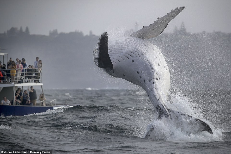 The newborn can be seen rising through the surface several times before flipping over in a show-off to it's mother and humans nearby