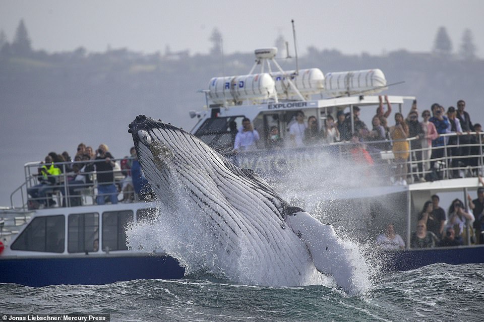 The amazing images were snapped by German-born photographer Jonas Liebschner, 33, who was aboard another whale watching vessel nearby