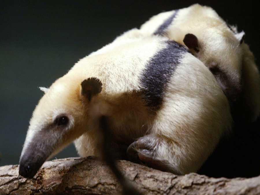 Tamandua