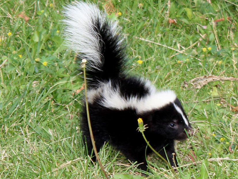 baby animal skunk