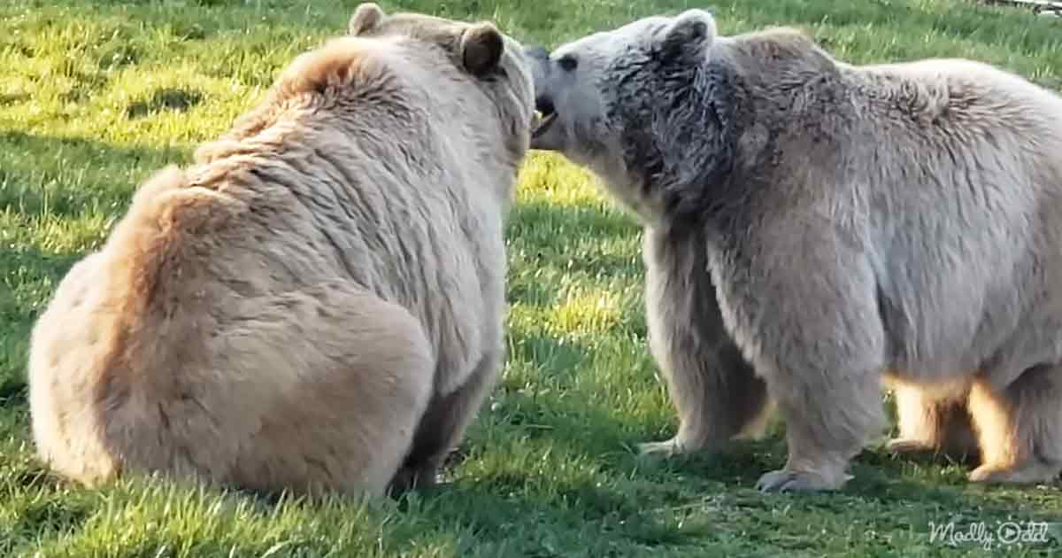 Orphaned bears