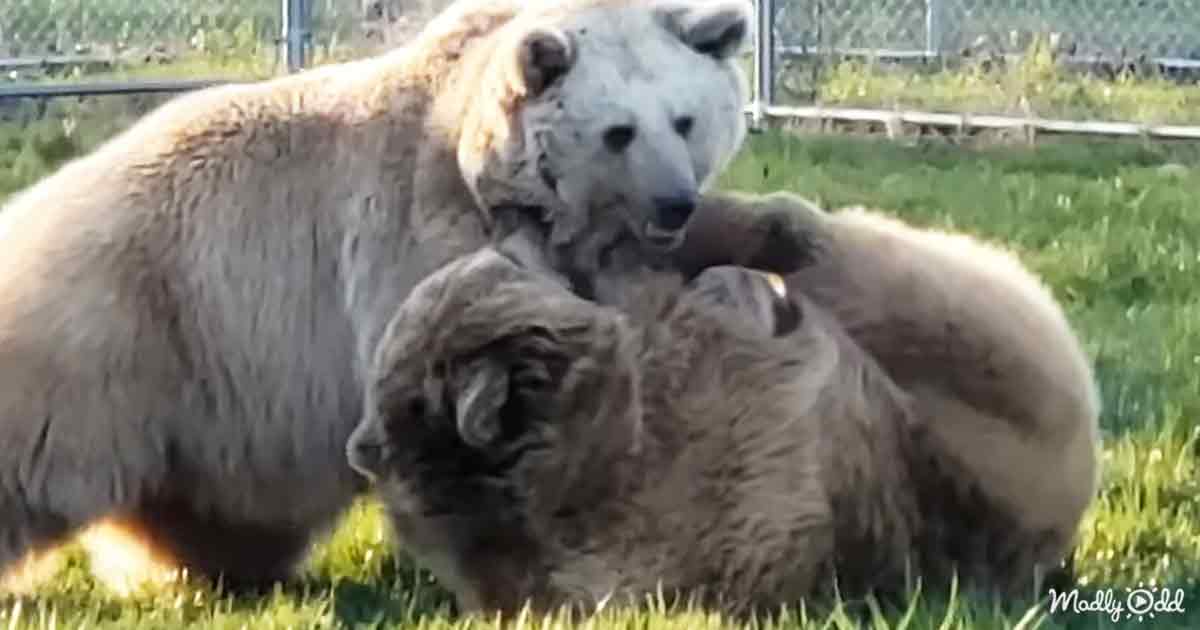 Orphaned bears