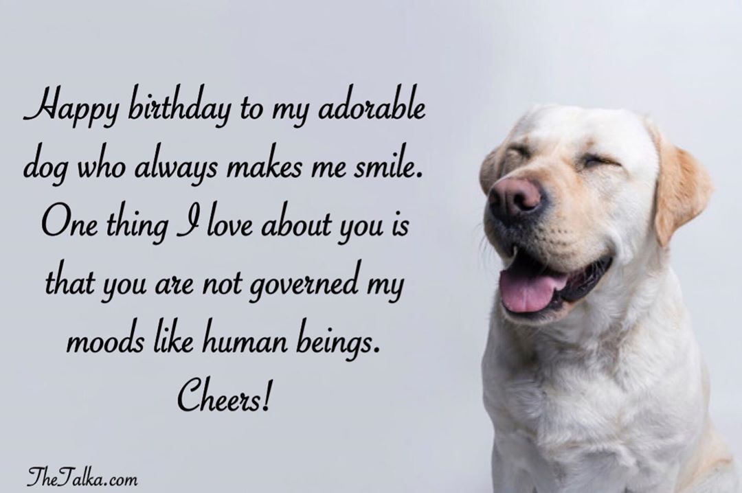 funny Birthday Wishes For Dog