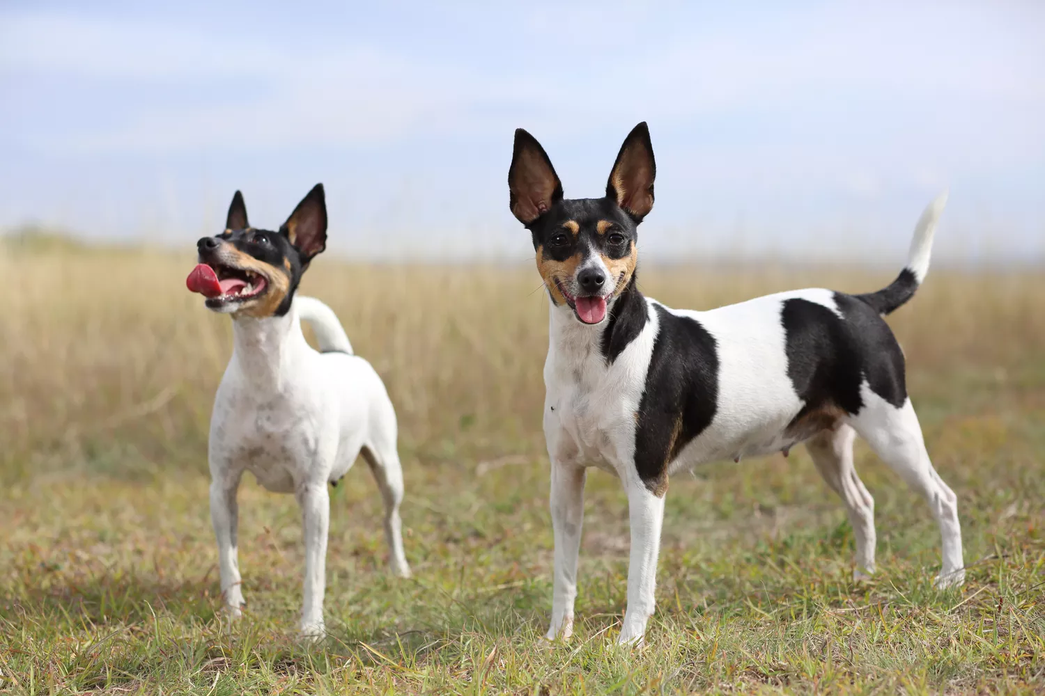 Pair of white, brown, and black toy fox terriers standing in a field