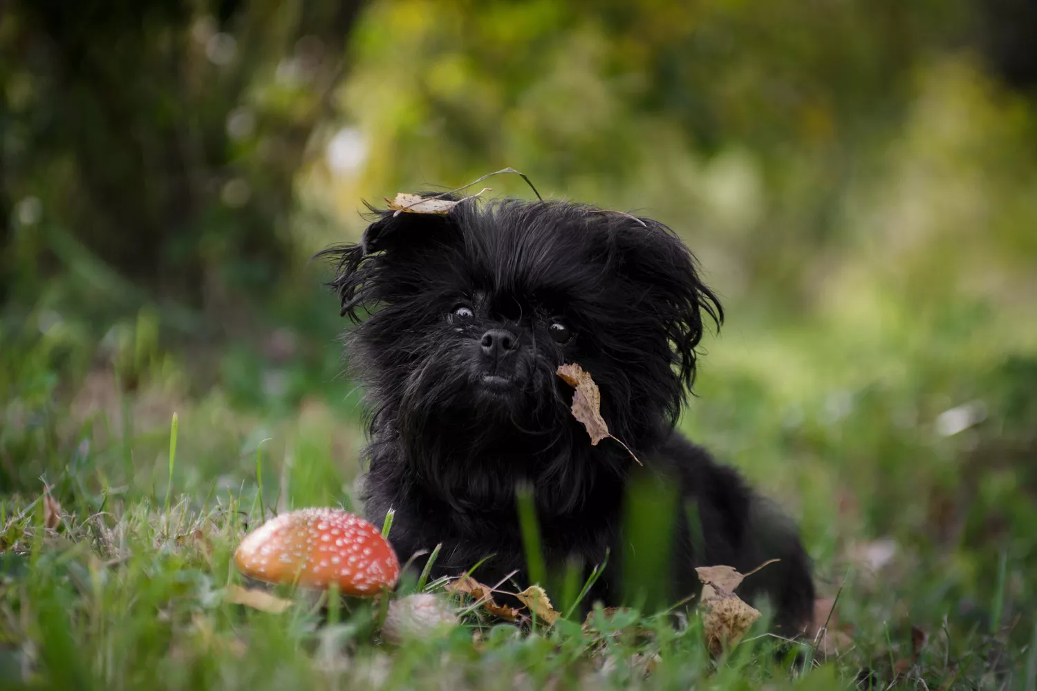 Black affenpinscher sitting in grass