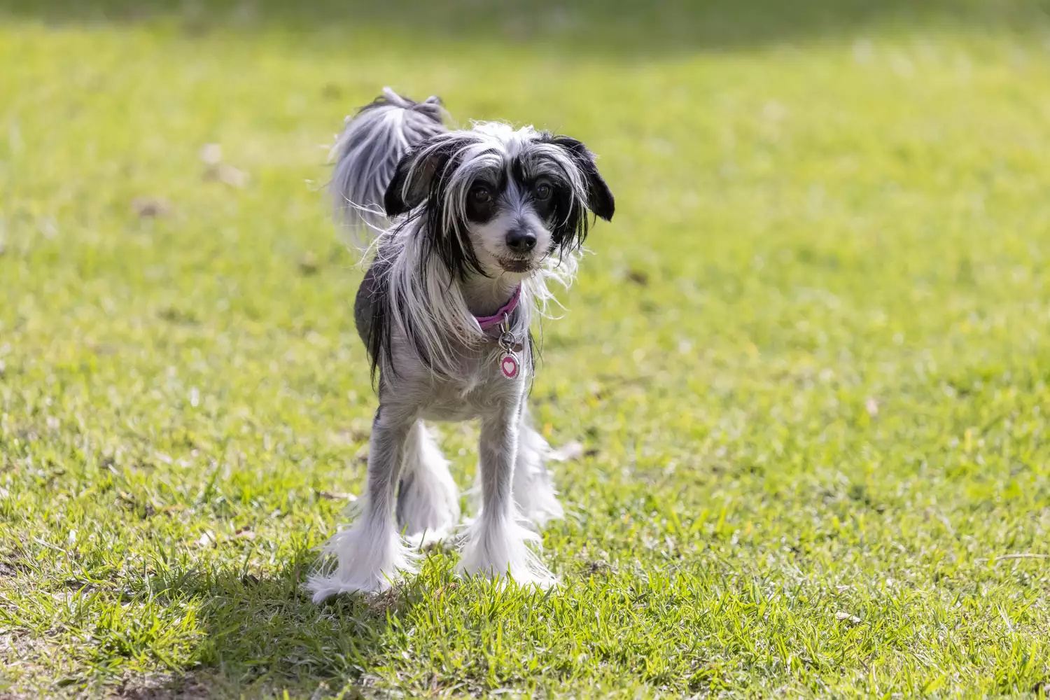 Black and white Chinese crested standing on green grass