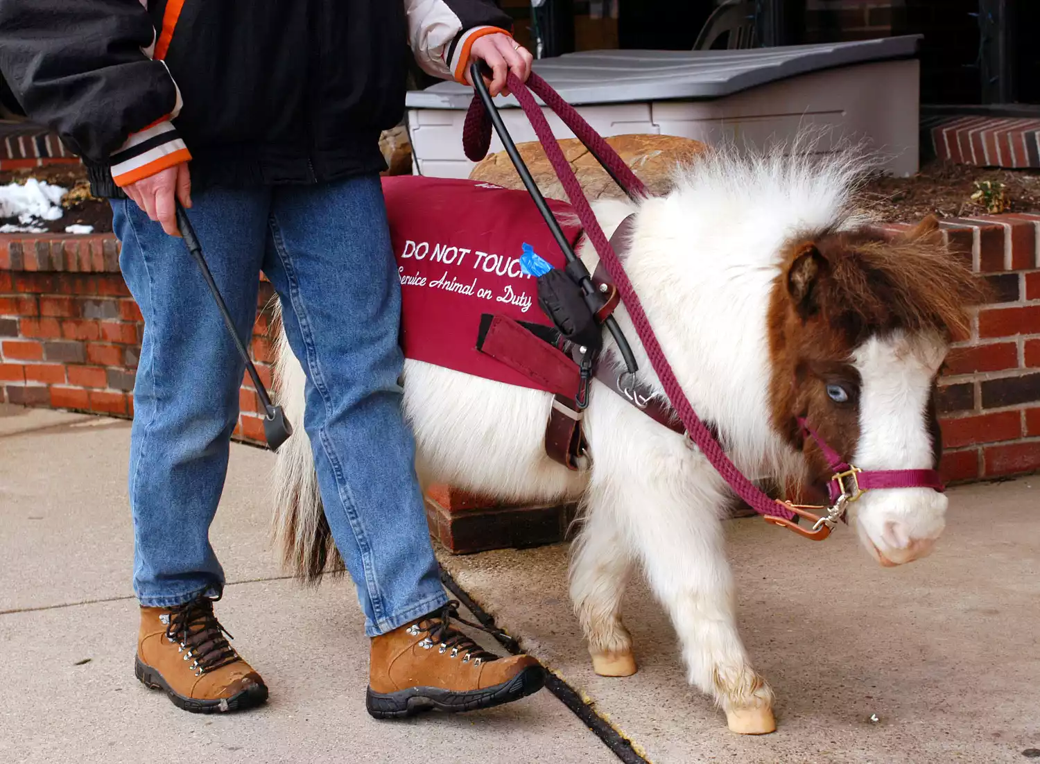 A miniature horse guiding a person down a sidewalk