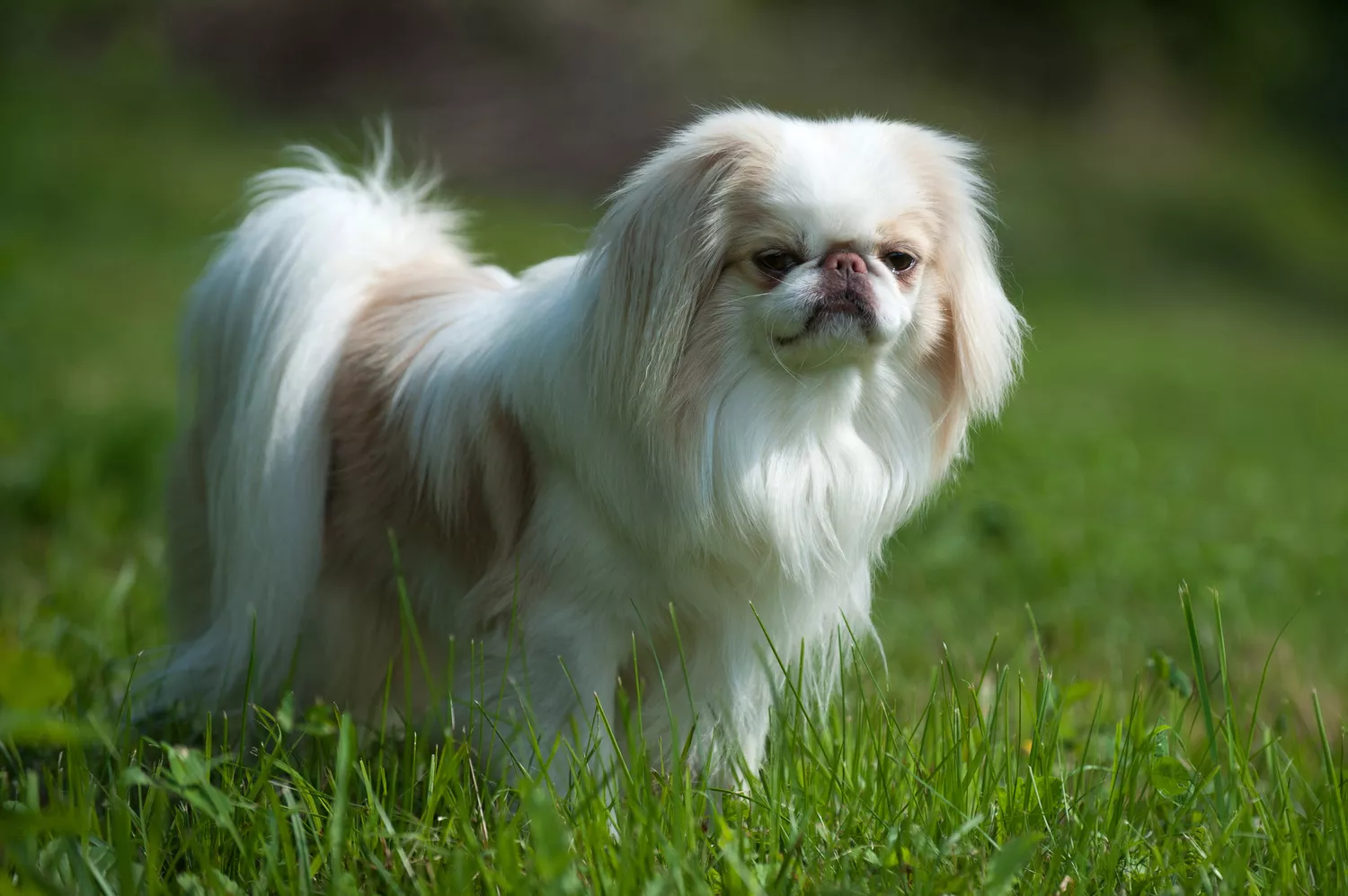 Brown and white Japanese Chin standing in green grass