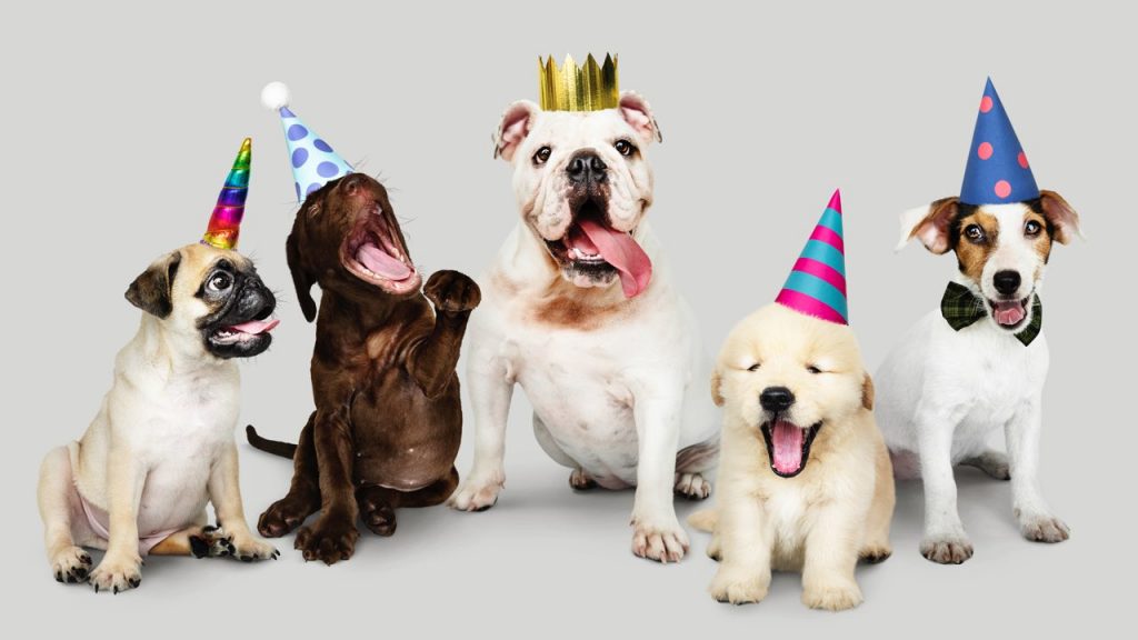 Birthday Wishes For Dog