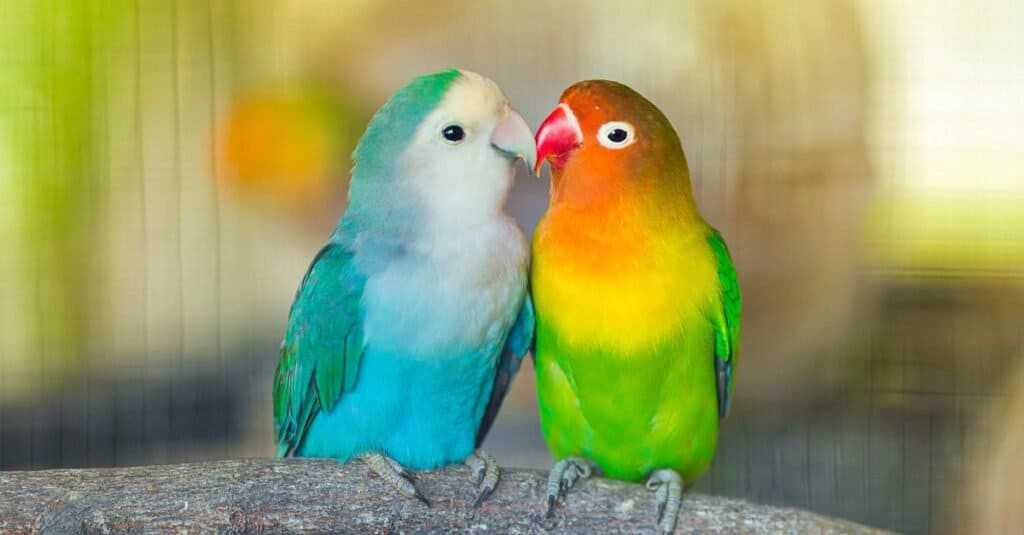 Most Romantic Animals