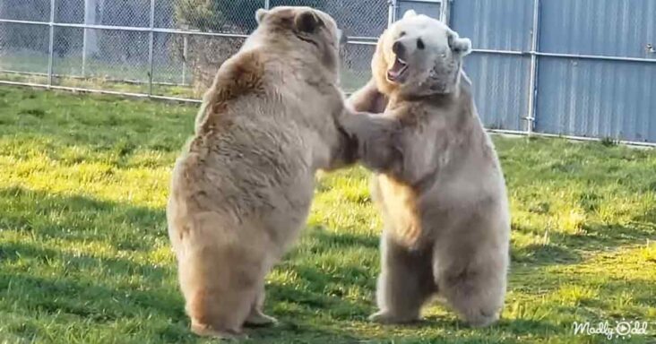 Orphaned bears