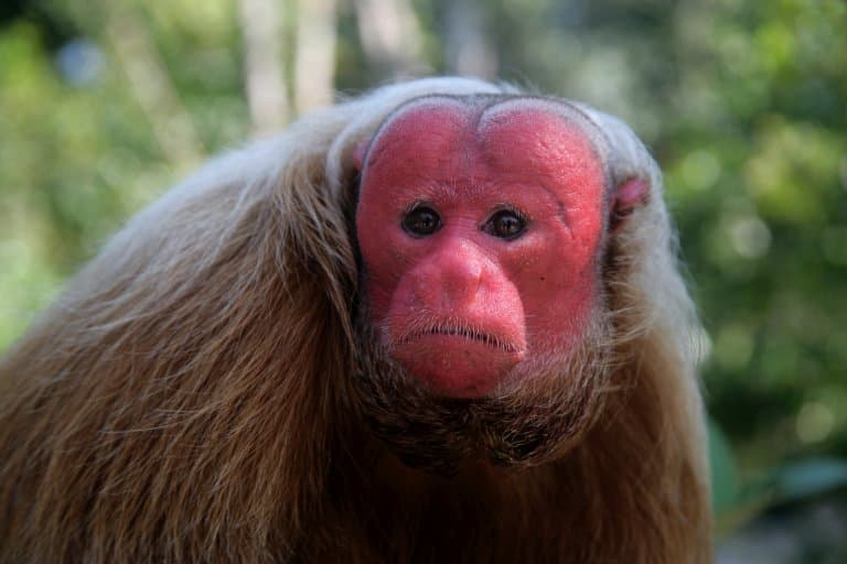 Bald Uakari Facts