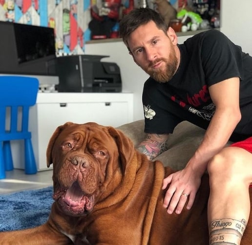 Chú chó Hulk của Messi giống gì, giá bao nhiêu?