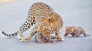 Watch: Mama leopard teaches her tiny cubs how to cross the road | Cute |  Earth Touch News