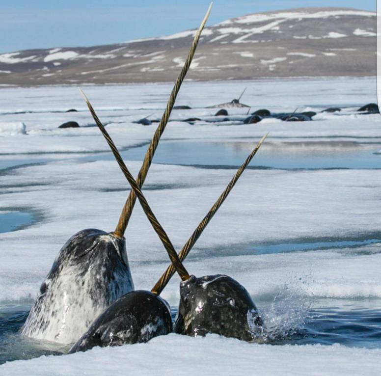 Narwhal Facts