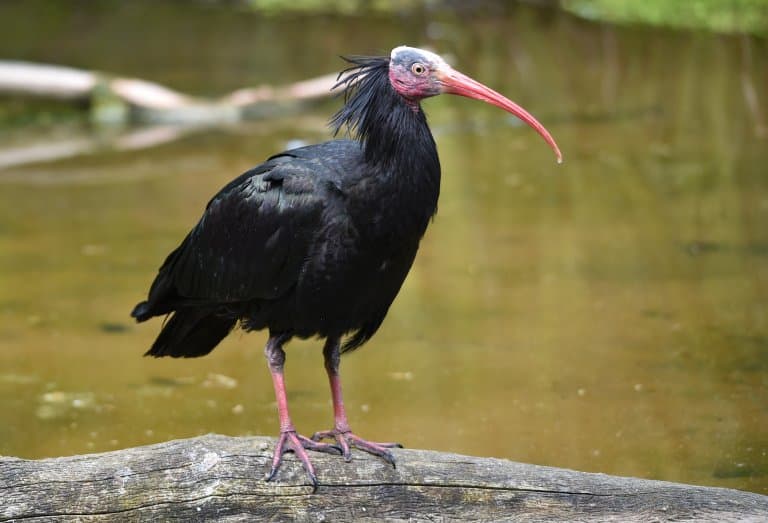 Northern Bald Ibis with a bald head