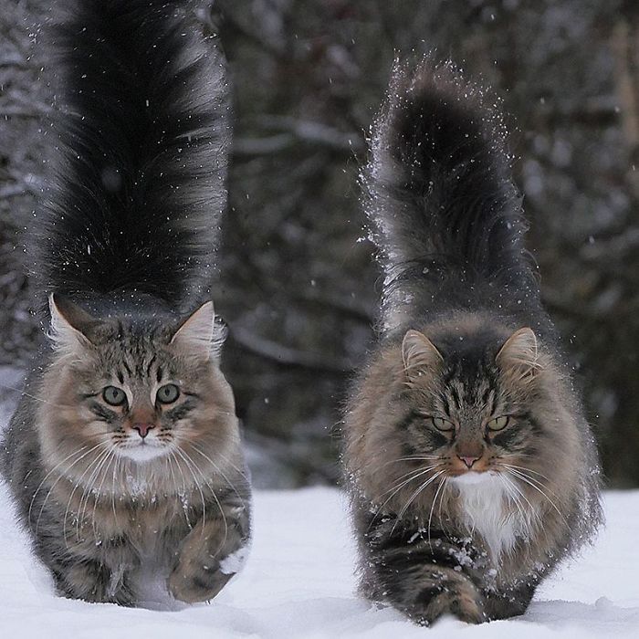 Norwegian-Forest-Cats-Sampy-Hiskias