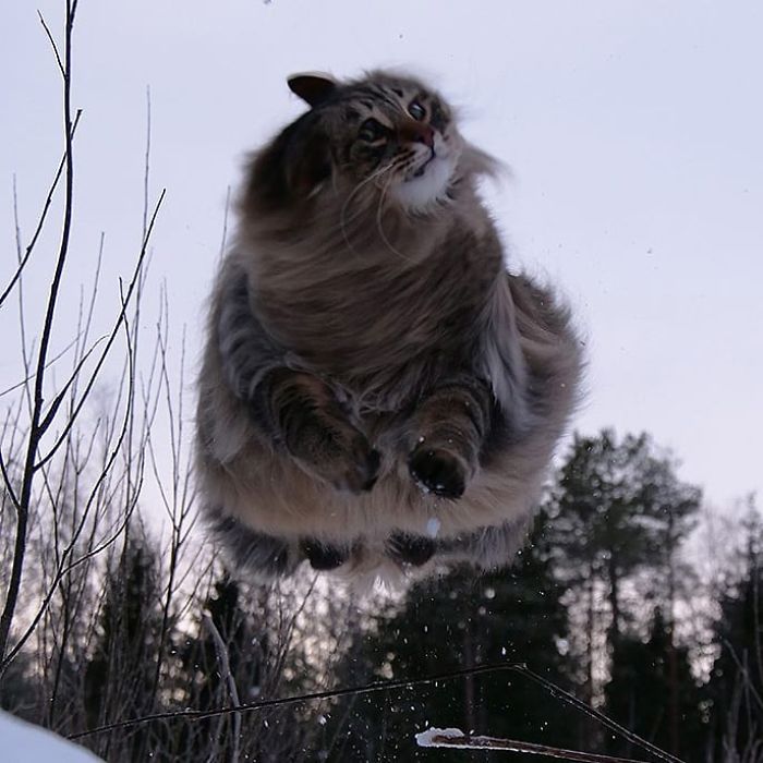 Norwegian-Forest-Cats-Sampy-Hiskias