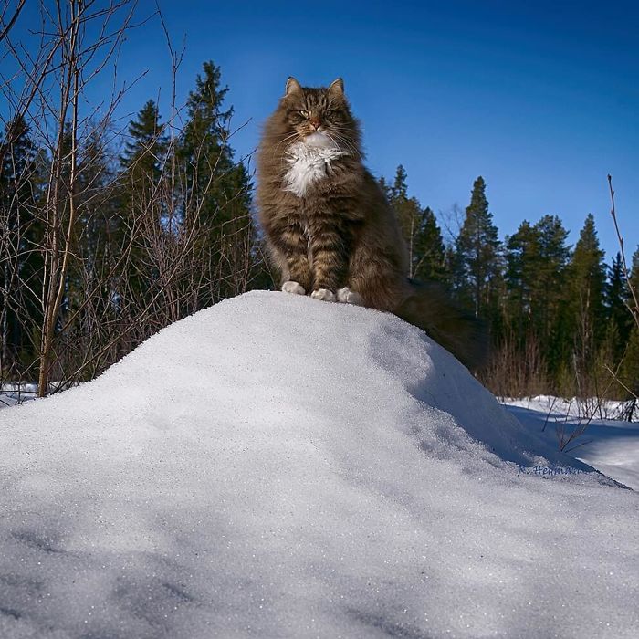 Norwegian-Forest-Cats-Sampy-Hiskias