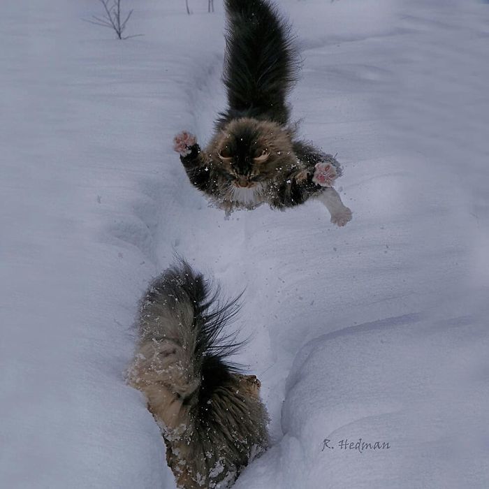 Norwegian-Forest-Cats-Sampy-Hiskias