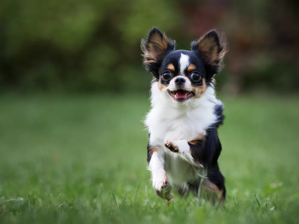 white, black, and brown Chihuahua running through a grassy field