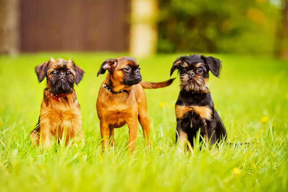 Three brown and black Brussels griffon dogs sitting on grass