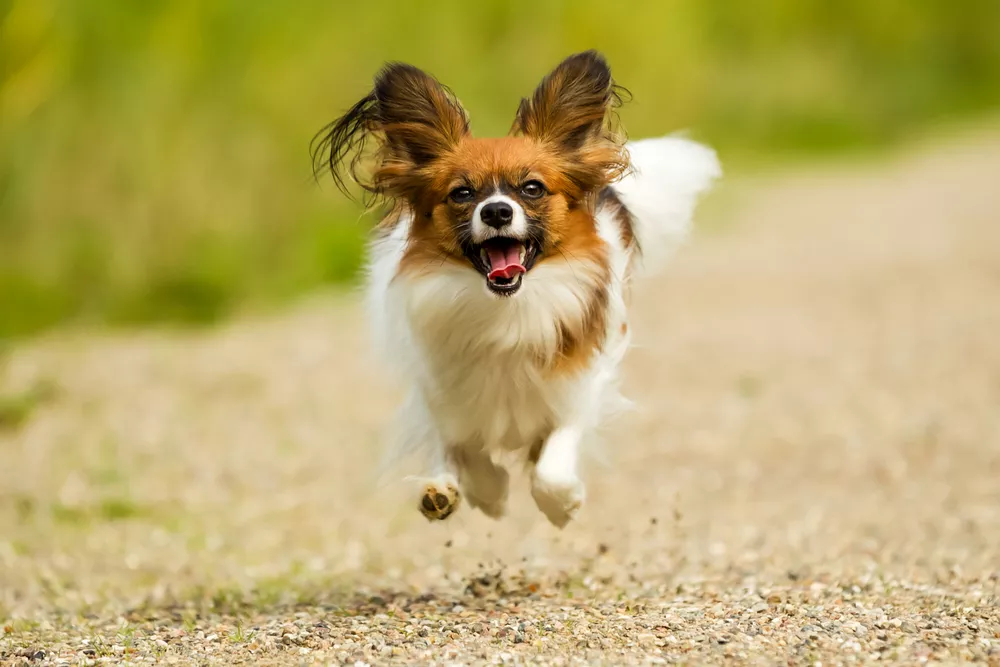 brown and white Papillon running on a gravel pathway next to grass