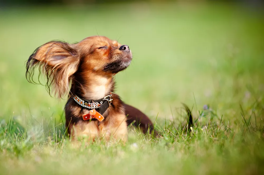 Russian toy dog sitting in grass with wind blowing across its face