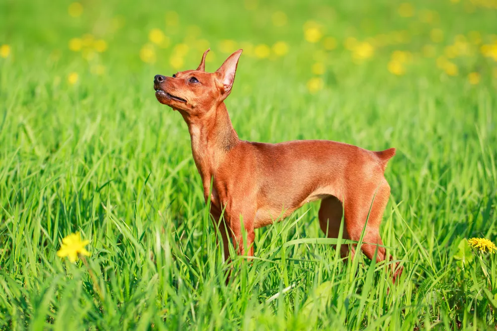 Brown miniature pinscher standing in a field of grass and yellow flowers