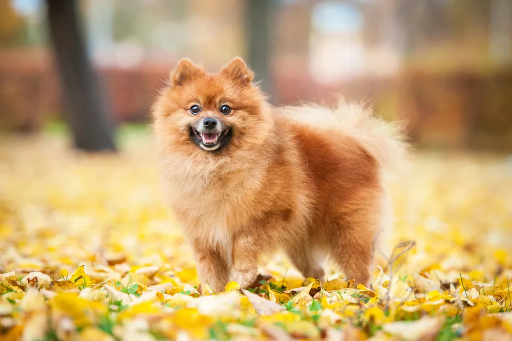 An orange Pomeranian standing in leaves