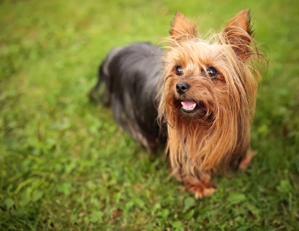 brown and black Yorkshire terrier standing on grass