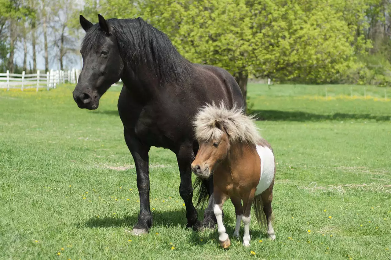 Big horse and miniature horse comparison