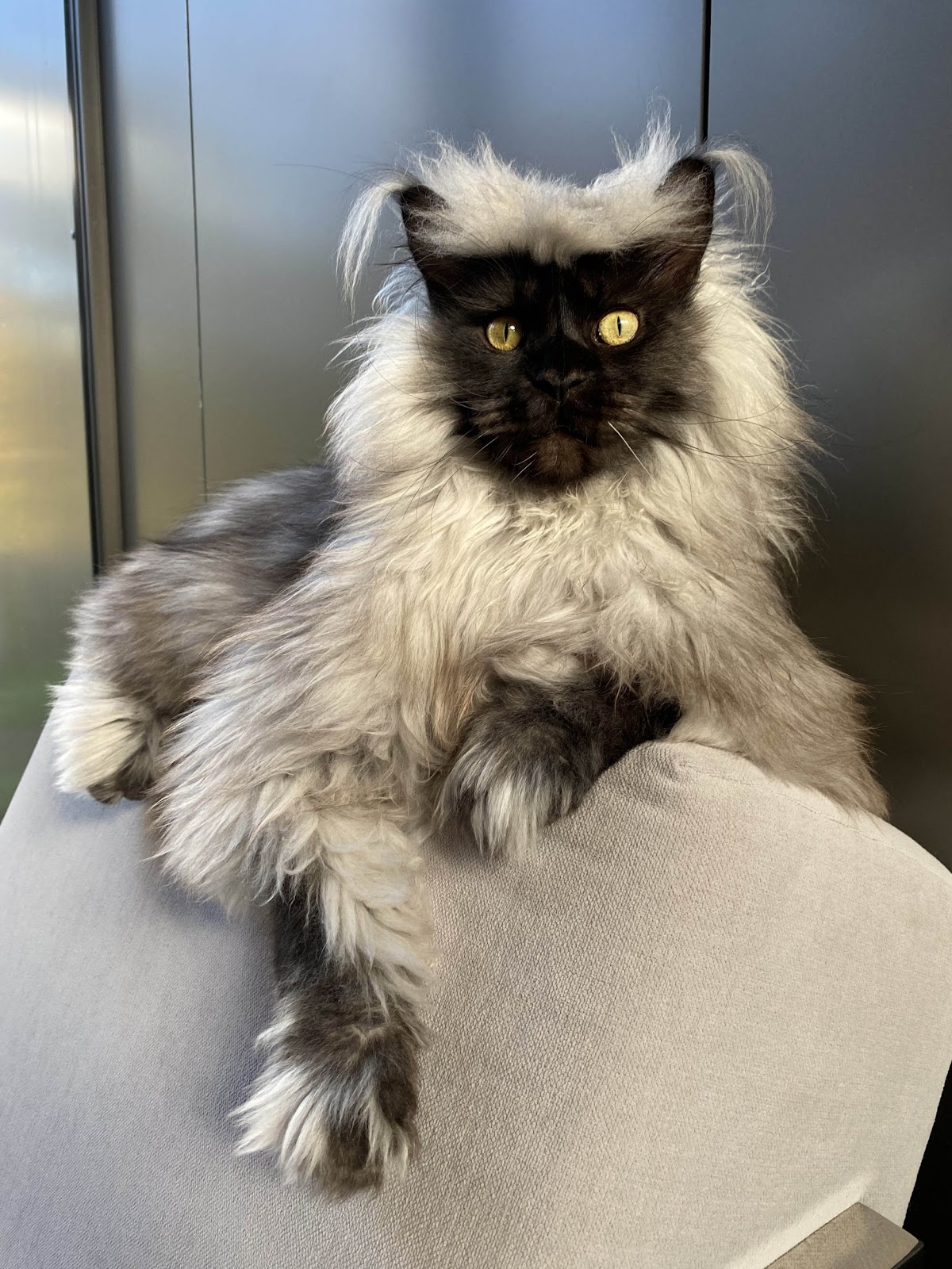 richie the maine coon sitting on a chair