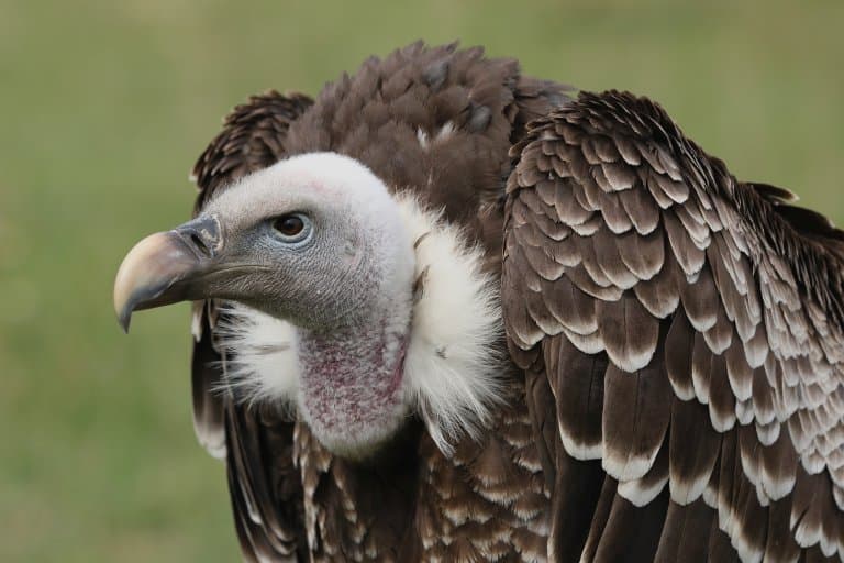 Ruppell’s Griffon Vulture lack of hair!